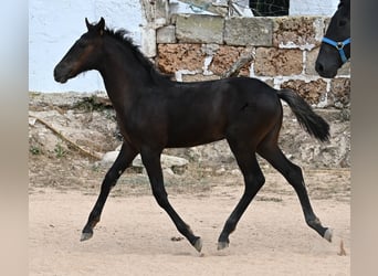 Menorquin, Mare, , 15,3 hh, Black