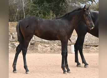 Menorquin, Mare, , 15,3 hh, Black