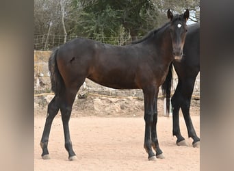 Menorquin, Mare, , 15,3 hh, Black