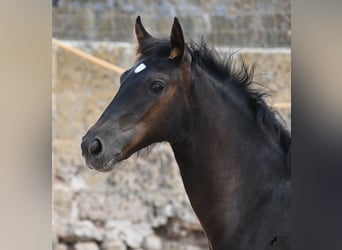 Menorquin, Mare, , 15,3 hh, Black