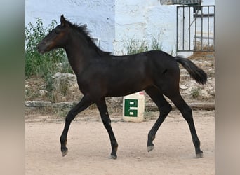 Menorquin, Mare, , 15,3 hh, Black