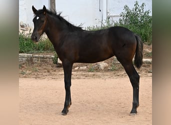 Menorquin, Mare, , 15,3 hh, Black
