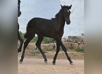 Menorquin, Mare, , 15,3 hh, Black