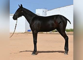 Menorquin, Mare, Foal (02/2025), 15,3 hh, Black