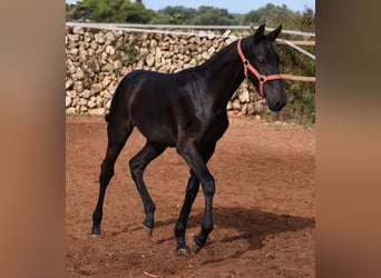 Menorquiner, Stute, Fohlen (02/2024), 16,1 hh, Rappe