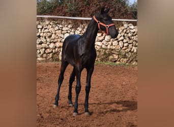 Menorquin, Mare, Foal (02/2024), 16,1 hh, Black