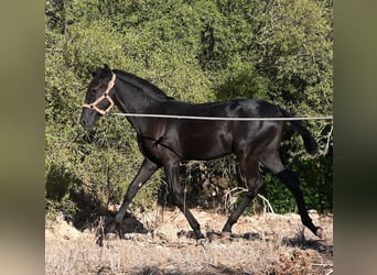 Menorquin, Mare, Foal (02/2026), 16.2 hh, Black