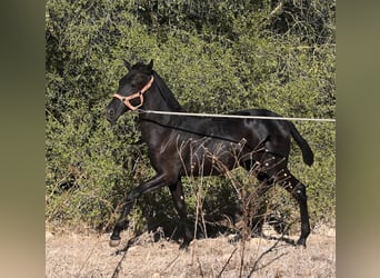Menorquin, Mare, Foal (02/2026), 16.2 hh, Black