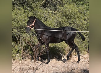 Menorquin, Mare, Foal (02/2026), 16.2 hh, Black