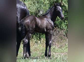 Menorquin, Mare, , 16 hh, Black