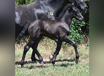 Menorquin, Mare, , 16 hh, Black