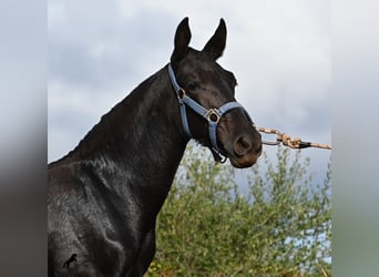 Menorquin, Mare, Foal (03/2025), 16 hh, Black