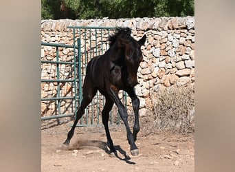 Menorquin, Mare, Foal (04/2026), 16 hh, Black