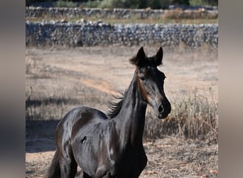 Menorquin, Mare, Foal (04/2026), 16 hh, Black