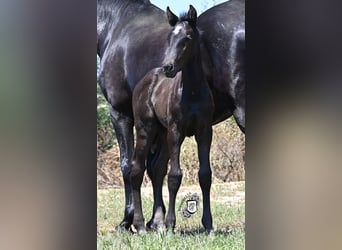 Menorquin, Mare, , 16 hh, Black