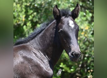 Menorquin, Mare, , 16 hh, Black