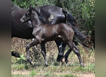 Menorquin, Mare, , 16 hh, Black