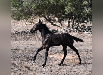 Menorquin, Mare, Foal (04/2026), 16 hh, Black