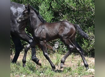 Menorquin, Mare, , 16 hh, Black