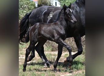 Menorquin, Mare, , 16 hh, Black