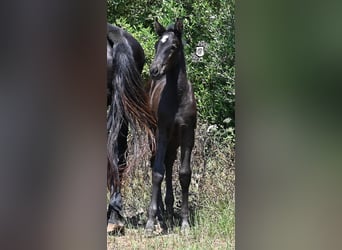 Menorquin, Mare, , 16 hh, Black