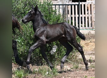Menorquin, Mare, , 16 hh, Black