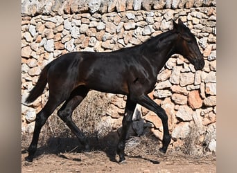 Menorquin, Mare, Foal (04/2026), 16 hh, Black