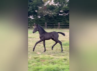 Menorquin, Mare, Foal (07/2025), 16 hh, Black