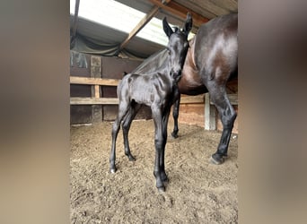 Menorquin, Mare, Foal (07/2025), 16 hh, Black