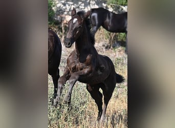 Menorquin, Mare, , 16 hh, Black