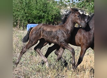 Menorquin, Mare, , 16 hh, Black