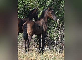 Menorquin, Mare, , 16 hh, Black