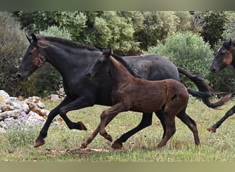 Menorquin, Mare, , 16 hh, Black
