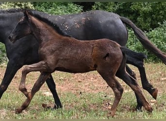 Menorquin, Mare, , 16 hh, Black