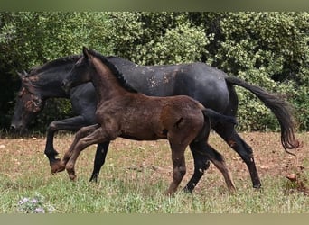 Menorquin, Mare, , 16 hh, Black