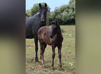 Menorquin, Mare, , 16 hh, Black