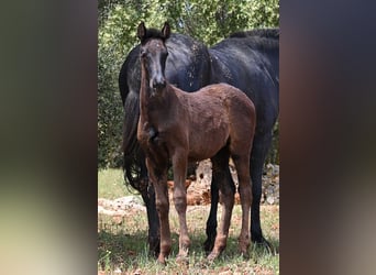 Menorquin, Mare, , 16 hh, Black