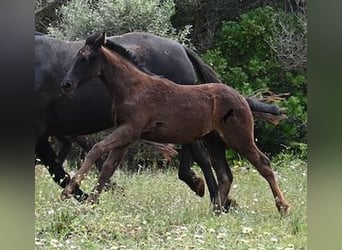 Menorquin, Mare, , 16 hh, Black
