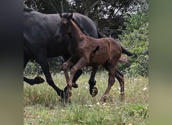 Menorquin, Mare, , 16 hh, Black