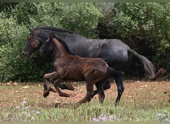 Menorquin, Mare, , 16 hh, Black