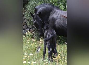 Menorquin, Mare, , 16 hh, Black
