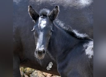 Menorquin, Mare, , 16 hh, Black