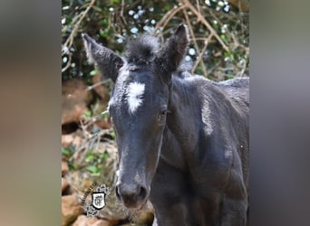 Menorquin, Mare, , 16 hh, Black