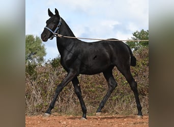 Menorquin, Mare, Foal (03/2025), 16 hh, Black