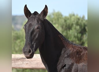 Menorquin, Mare, Foal (02/2025), 16,1 hh, Black