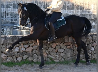 Menorquin, Ogier, 12 lat, 166 cm, Kara