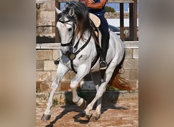 Menorquin Mix, Ogier, 14 lat, 163 cm, Siwa