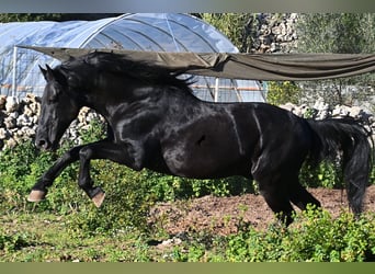 Menorquin, Ogier, 15 lat, 160 cm, Kara