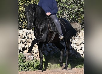 Menorquin, Ogier, 15 lat, 160 cm, Kara