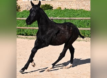 Menorquin, Ogier, 1 Rok, 160 cm, Kara